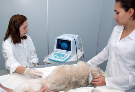 Hospital Veterinário volta a atender após recesso